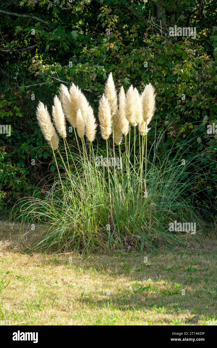 Pampas Grass in un prato a Great Dixter, East Sussex, Regno Unito. Cortaderia Selloana Foto Stock