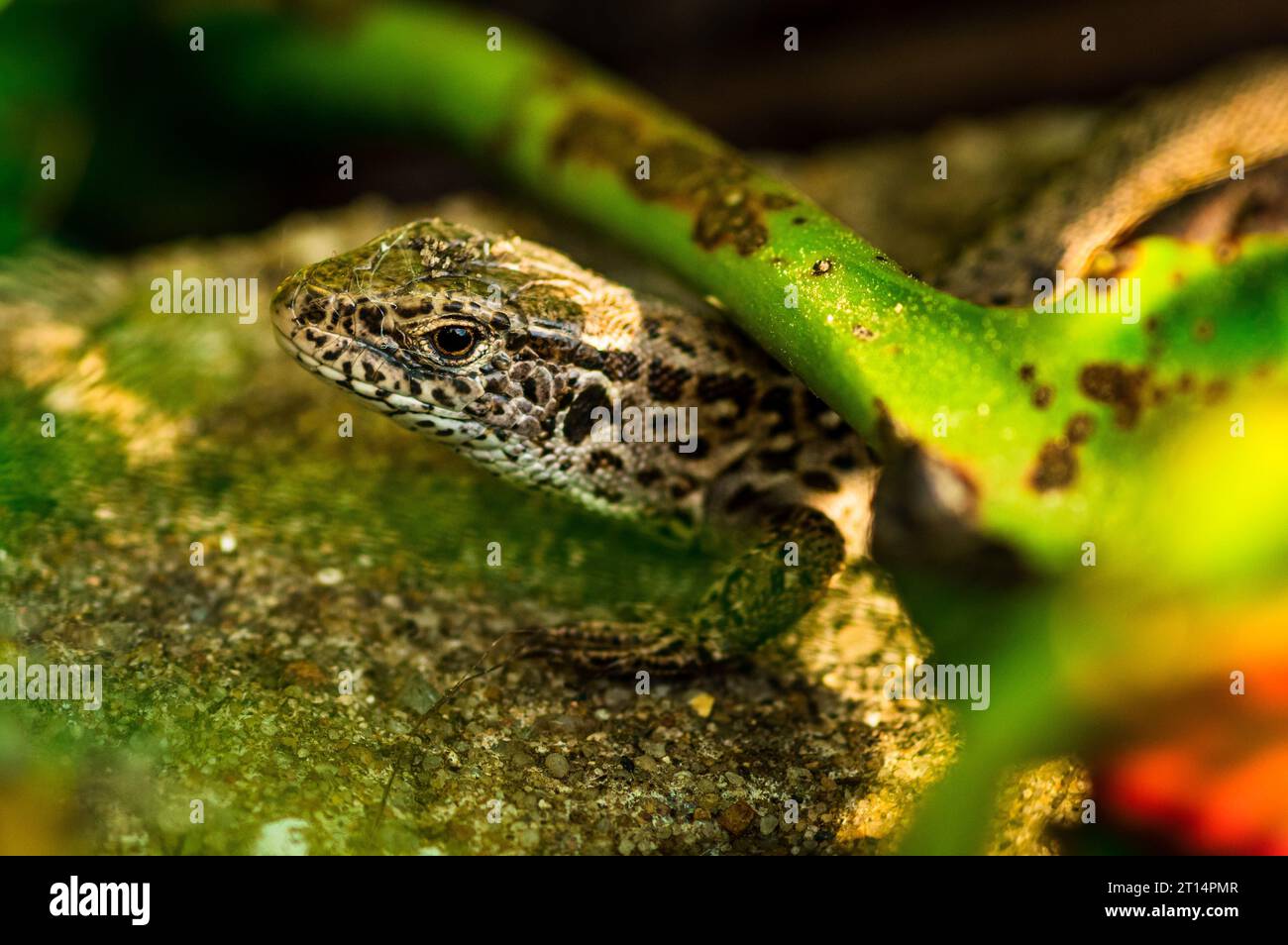 Una piccola lucertola marrone arroccata su una grande foglia verde, che si fonde con il suo habitat naturale Foto Stock