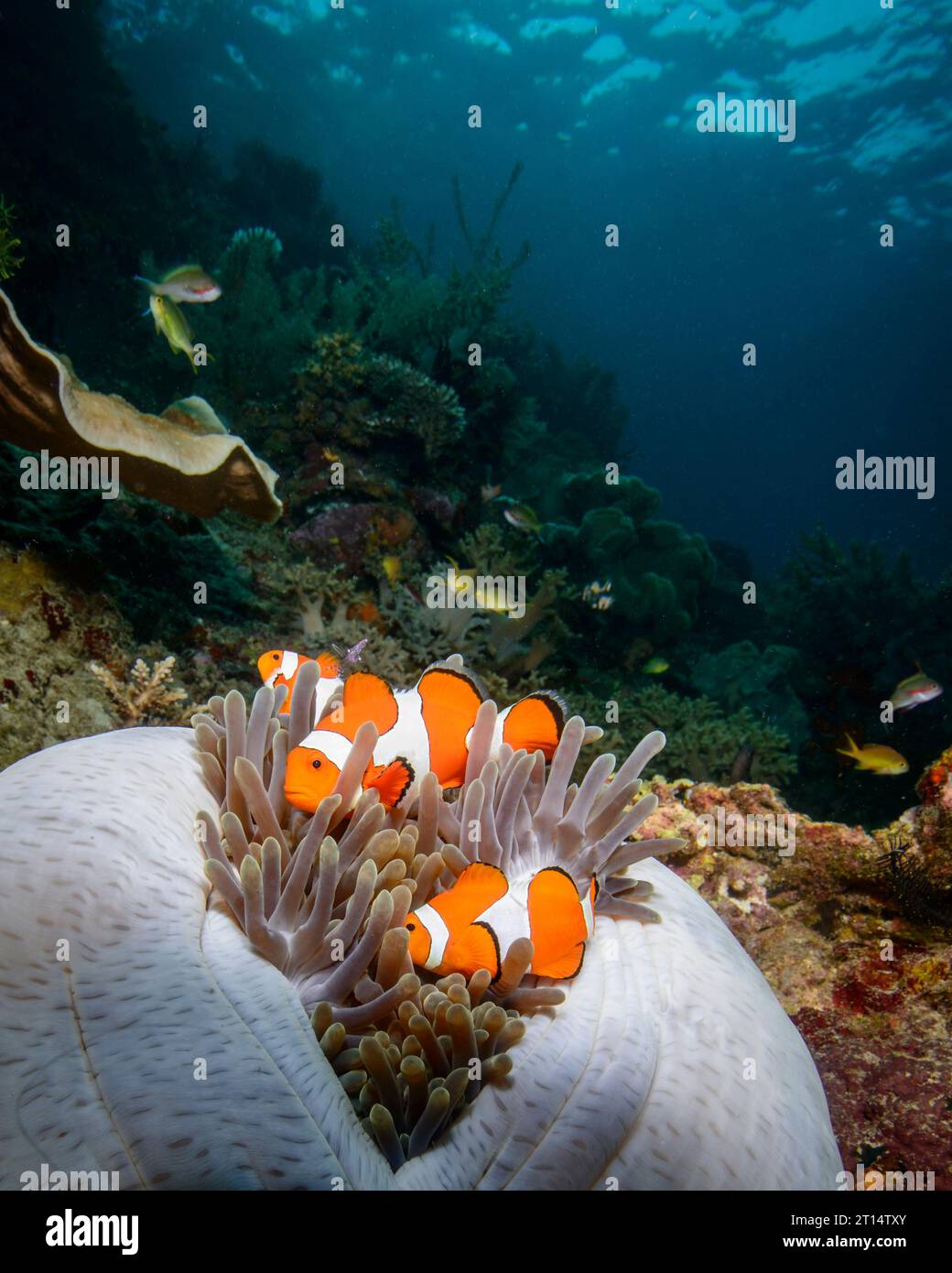 Clown occidentale-anemonefish in anemone sulla barriera corallina Foto Stock