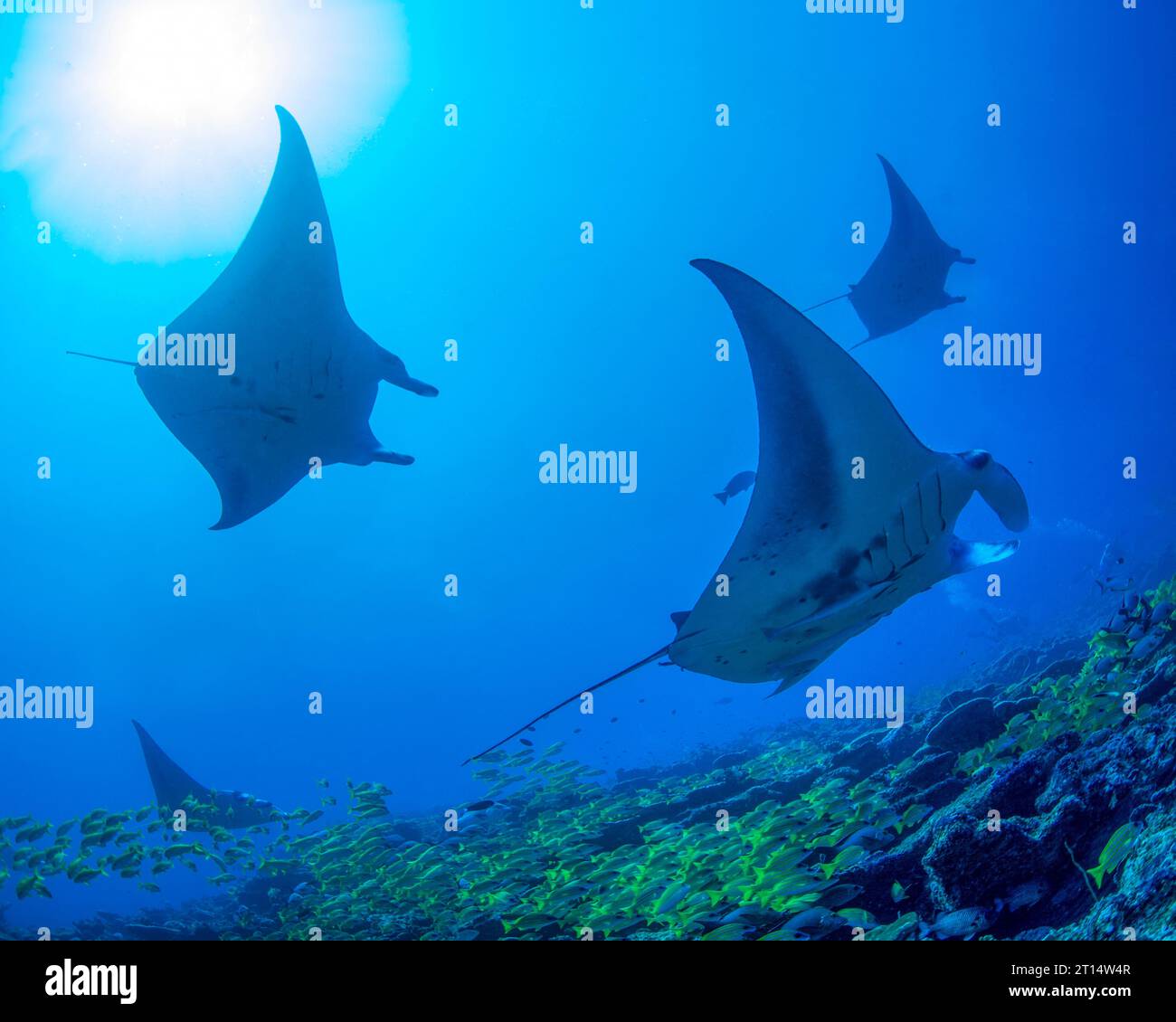 Pulizia dei raggi Manta Foto Stock