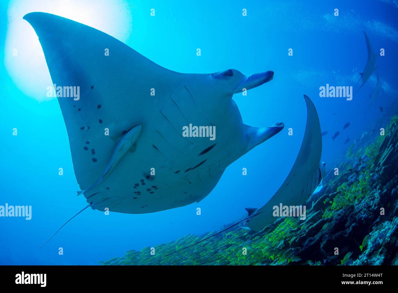 Manta Rays pulizia maldive Foto Stock