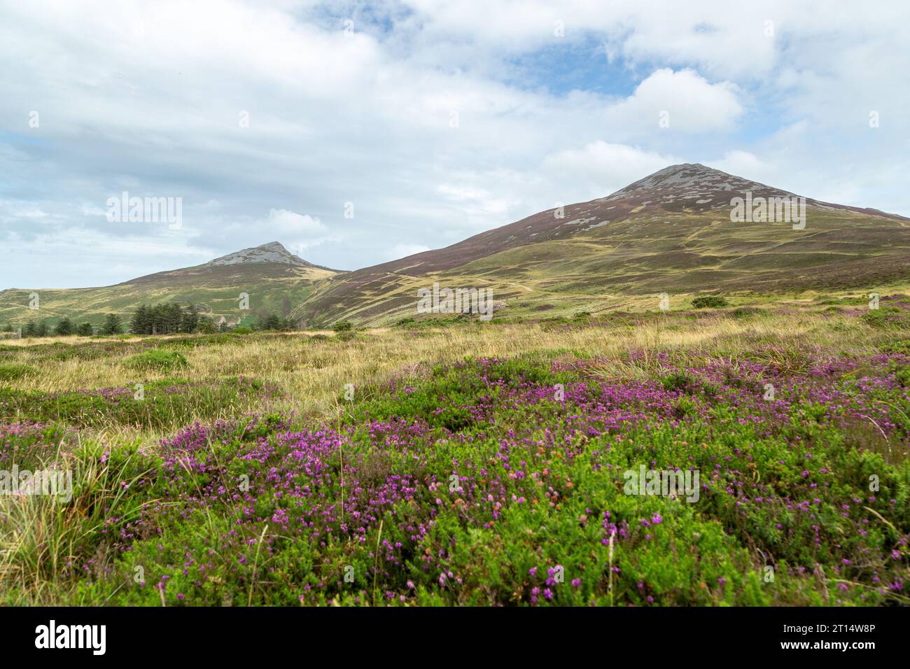 Heather in fiore di fronte alle colline Garn Fôr e Yr Eifl sulla penisola llyn, gwynedd, Galles Foto Stock