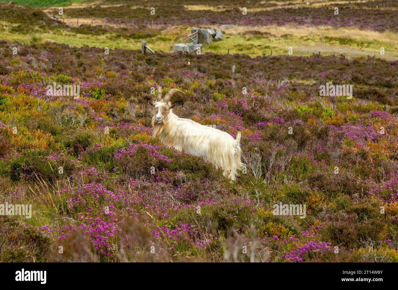 Una capra selvaggia di montagna che si trova tra erica fiorita vicino al Garn per la collina, la penisola di Llyn, Gwynedd, Galles Foto Stock