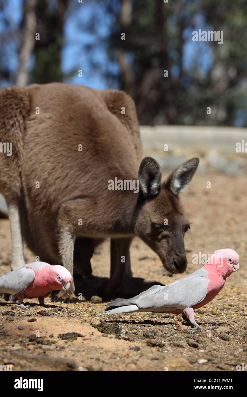 Un canguro su una spiaggia sabbiosa con diversi piccoli uccelli galah al John Forrest National Park, Australia Foto Stock