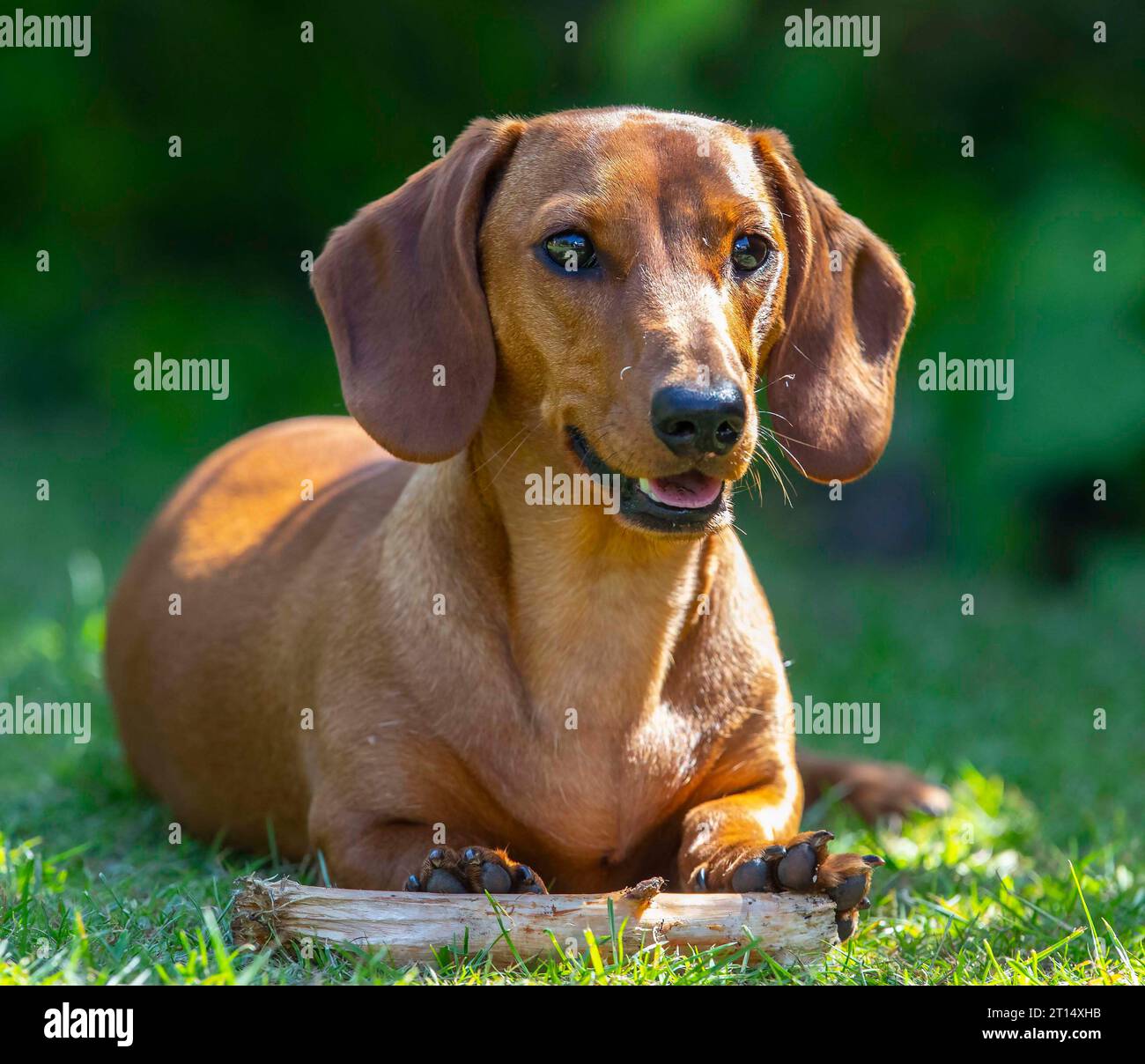 Un Dachshund dai capelli corti in miniatura dall'atmosfera divertente Foto Stock