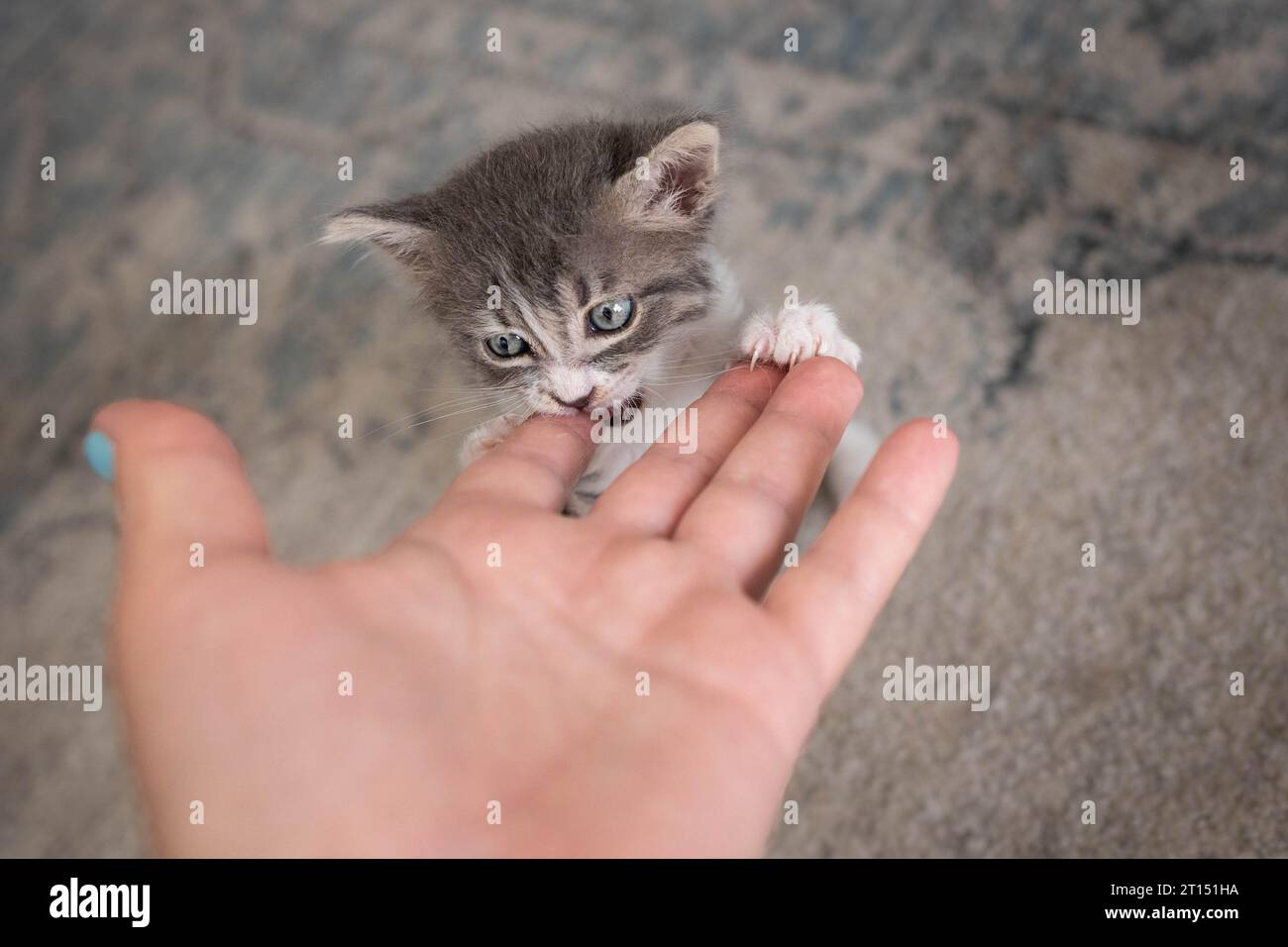 Un gattino cerca di mordere una mano Foto Stock