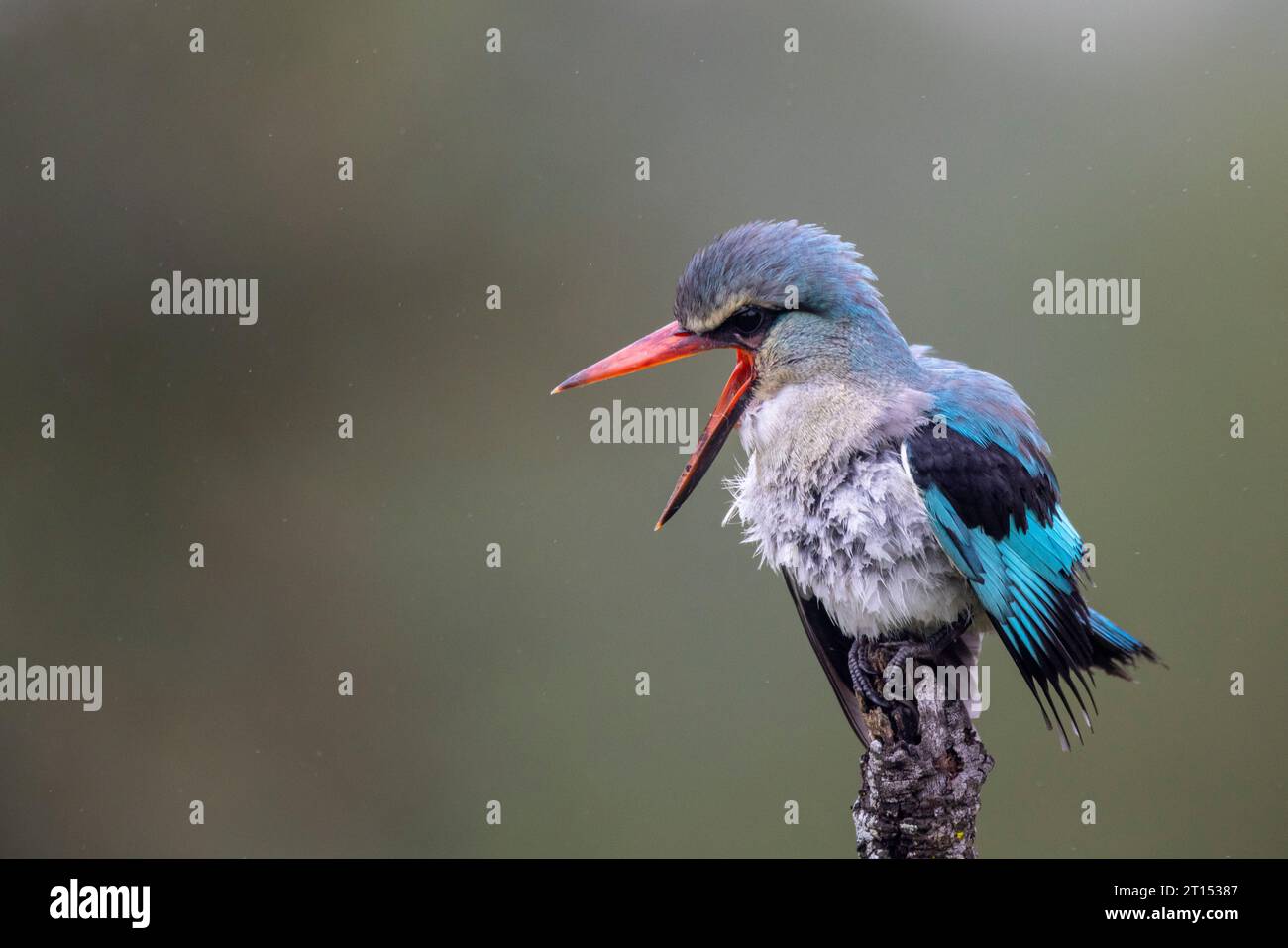 Woodland kingfisher con becco aperto - un popolare migrante estivo nel Bush sudafricano Foto Stock
