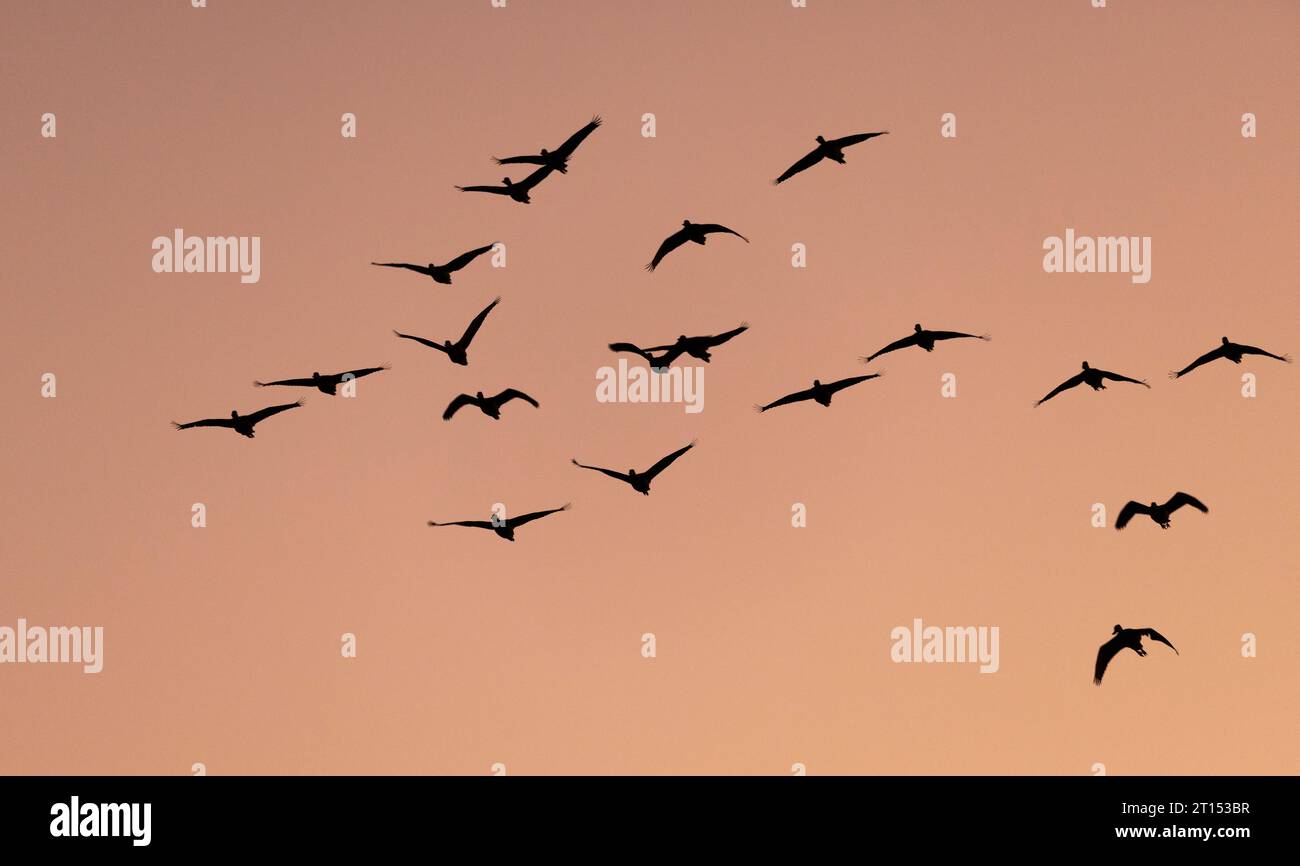 Gregge di anatra fischiante dalla faccia bianca (Dendrocygna viduata) che vola al crepuscolo Foto Stock
