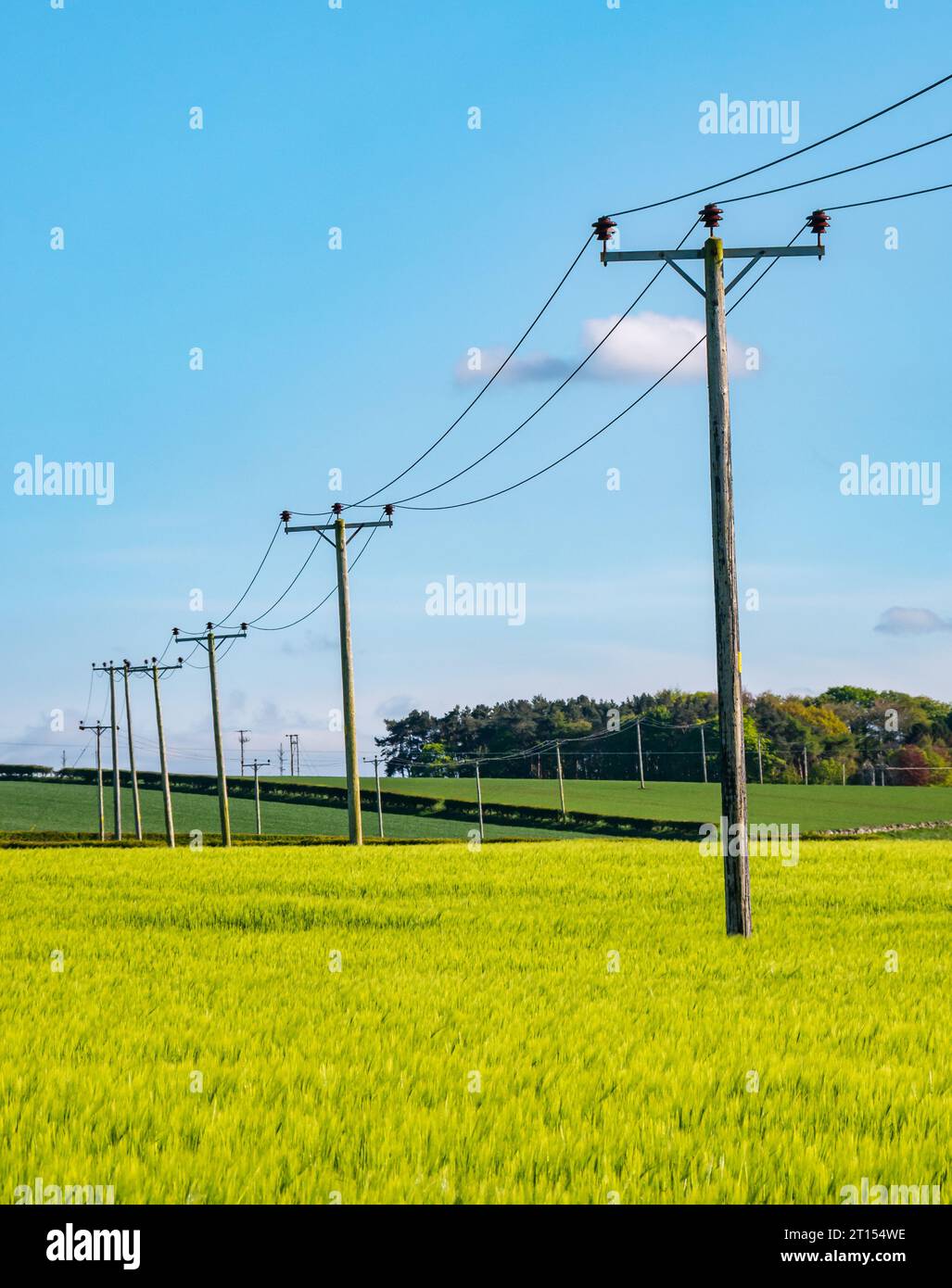 Vecchi pali telefonici o elettrici che attraversano un campo di coltivazione primaverile al sole, East Lothian, Scozia, Regno Unito Foto Stock