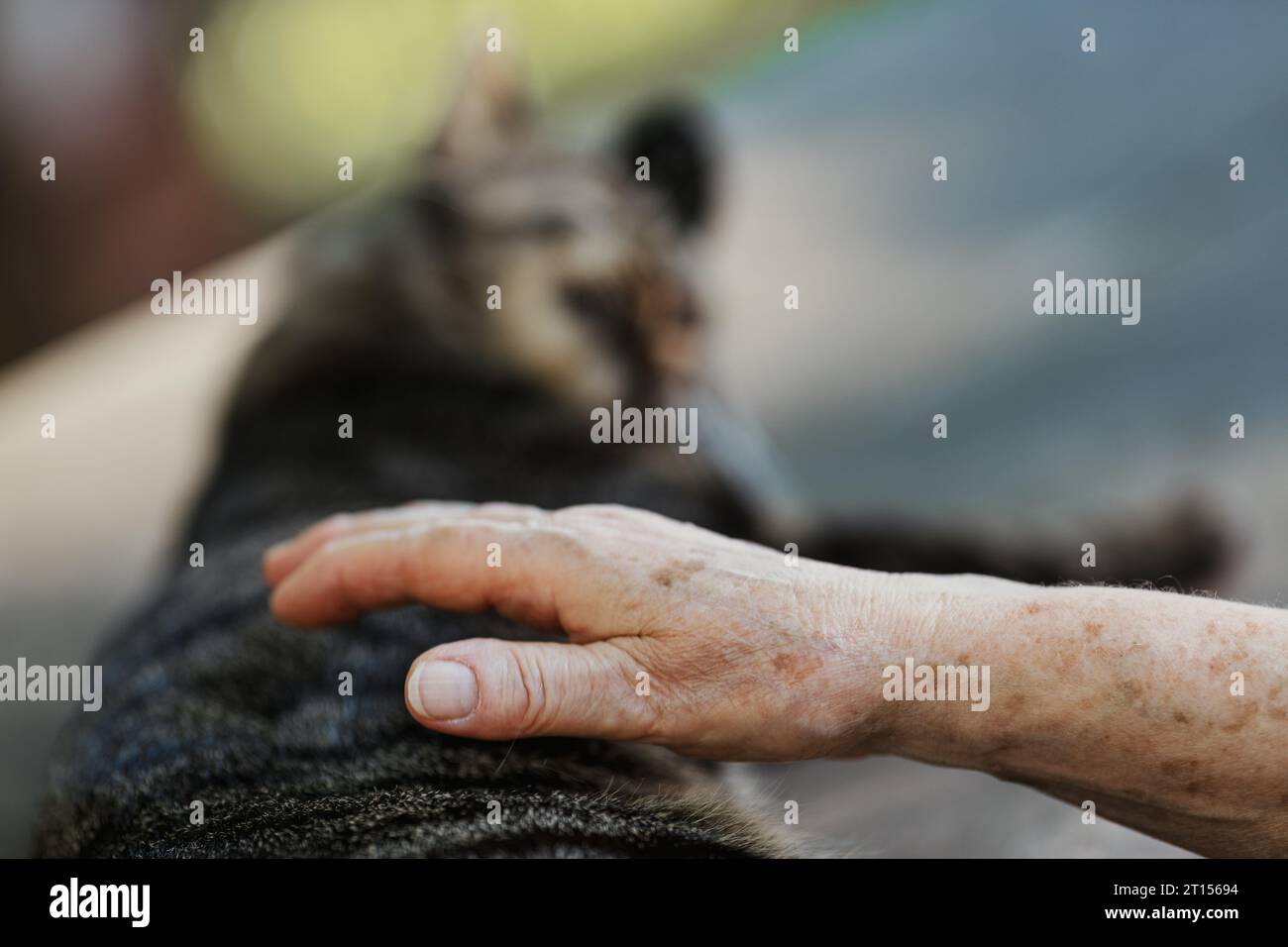 Il comfort deriva dal tenero tocco della mano di una donna anziana, piena di punti di età, su un gatto vicino al tavolo del parco. Si lecca la zampa, abbracciata dal suo calore Foto Stock