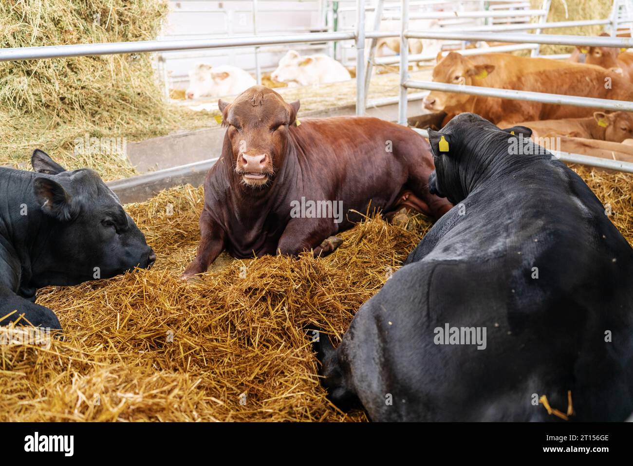 Bovini da manzo, mucche di Angus sdraiate nel paddock all'allevamento di manzo. Foto Stock