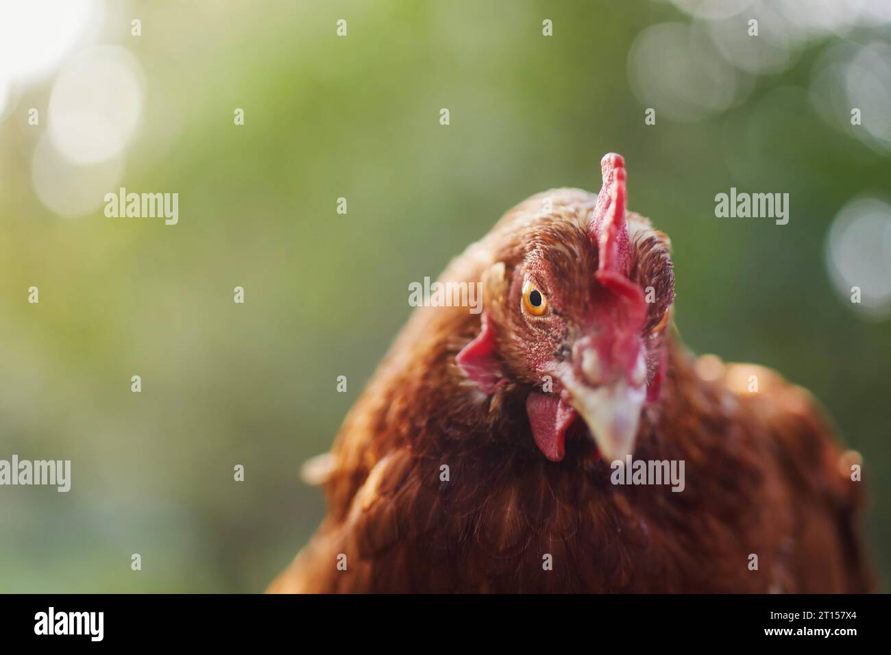 Ritratto di una gallina curiosa che guarda la fotocamera. Messa a fuoco selettiva rispetto al naturale verde per lo spazio di copia. Temi del pollame, dell'agricoltura biologica e dell'autosufficienza Foto Stock