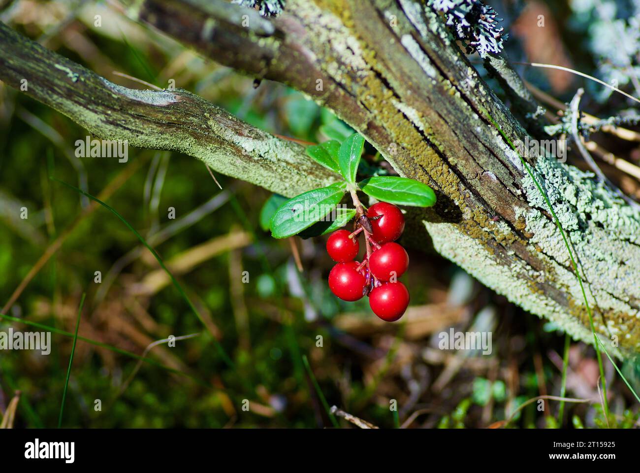 Ciuffo di lingonberry maturi rossi appesi su un vecchio pezzo di legno mossy nella foresta a fine estate. Foto Stock