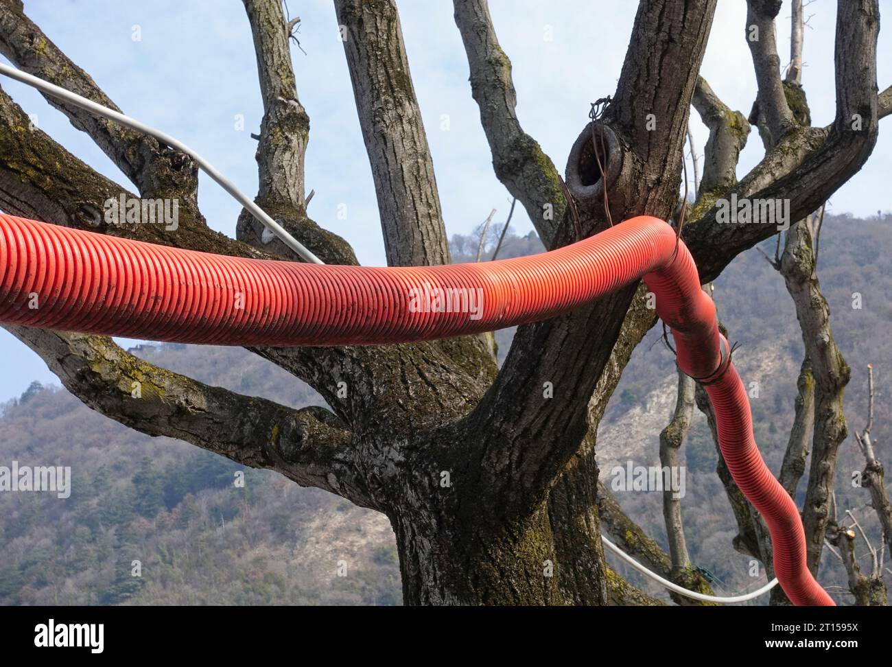 tubo corrugato rosso per cavi appesi ai rami degli alberi Foto Stock
