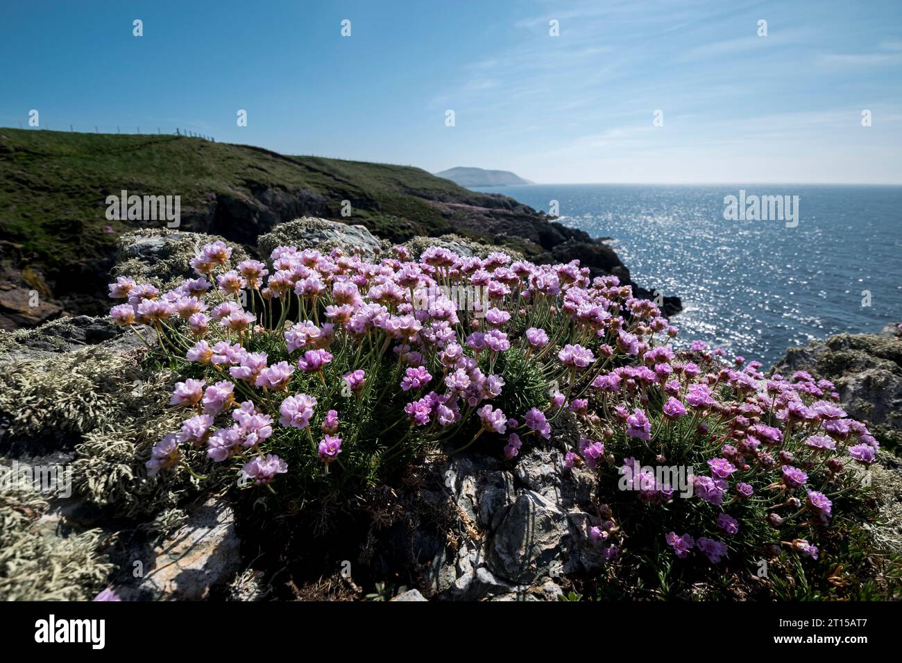 Pianta costiera di Thrift Armeria maritima Foto Stock