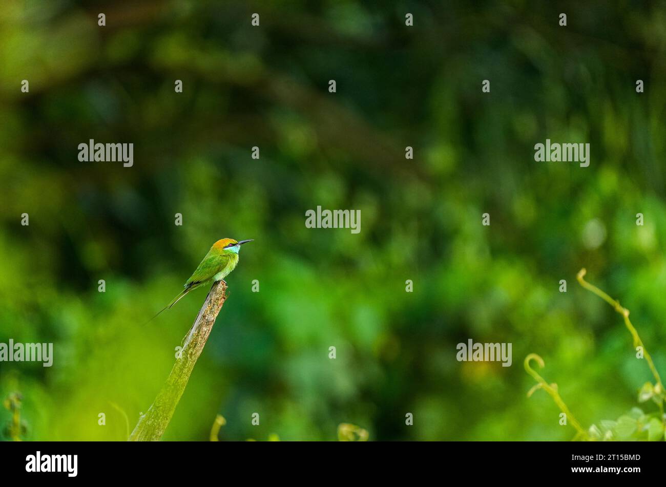 Mangiatore di api verdi che riposa su un posatoio in bokeh chiaro dorato Foto Stock