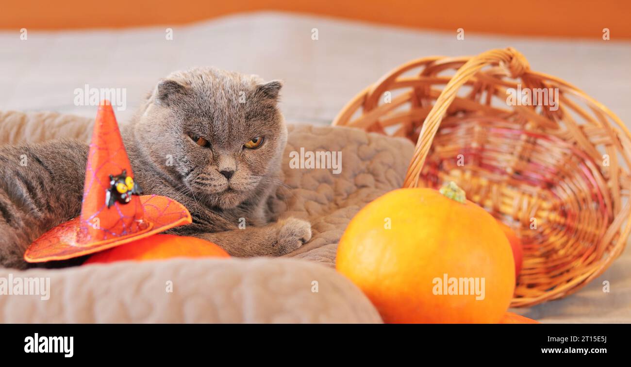 Gatto britannico e Halloween. Gatto domestico grigio vicino a una zucca, un cesto di vimini e un cappello da strega. Animali domestici a letto. Buffo gatto per Halloween Foto Stock