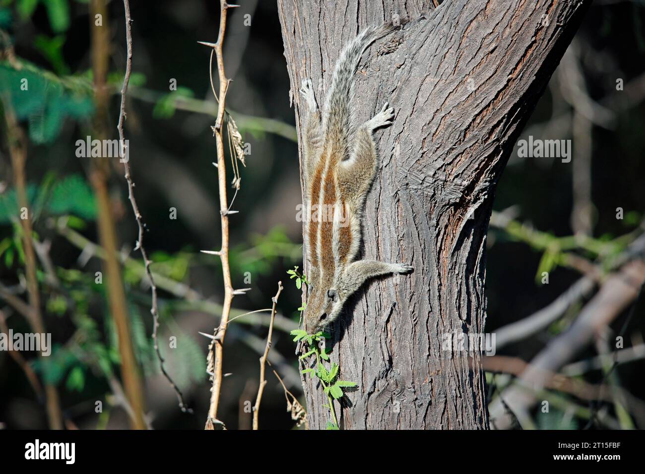 Cinque scoiattoli di palma a righe in un parco di Delhi Foto Stock