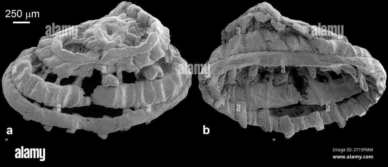 Nanjing. 11 ottobre 2023. Questa immagine del microscopio elettronico mostra i fossili di muscolatura recentemente scoperti risalenti a circa 535 milioni di anni fa. PER ANDARE CON 'microfossili animali di 535 milioni di anni con rari muscoli conservati scoperti in Cina' Credit: Xinhua/Alamy Live News Foto Stock