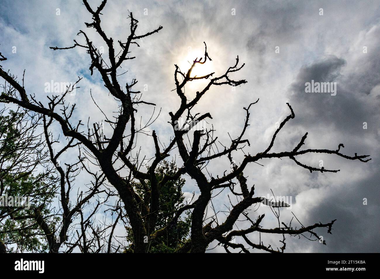 Il sole dietro un tristemente desolato albero morto al Robbers Bridge nel Parco Nazionale di Exmoor, Somerset, Inghilterra, Regno Unito Foto Stock