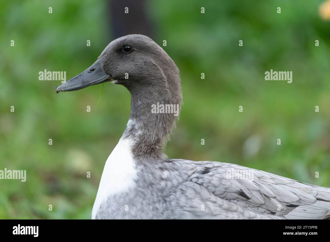 Anatra svedese blu immagini e fotografie stock ad alta risoluzione - Alamy