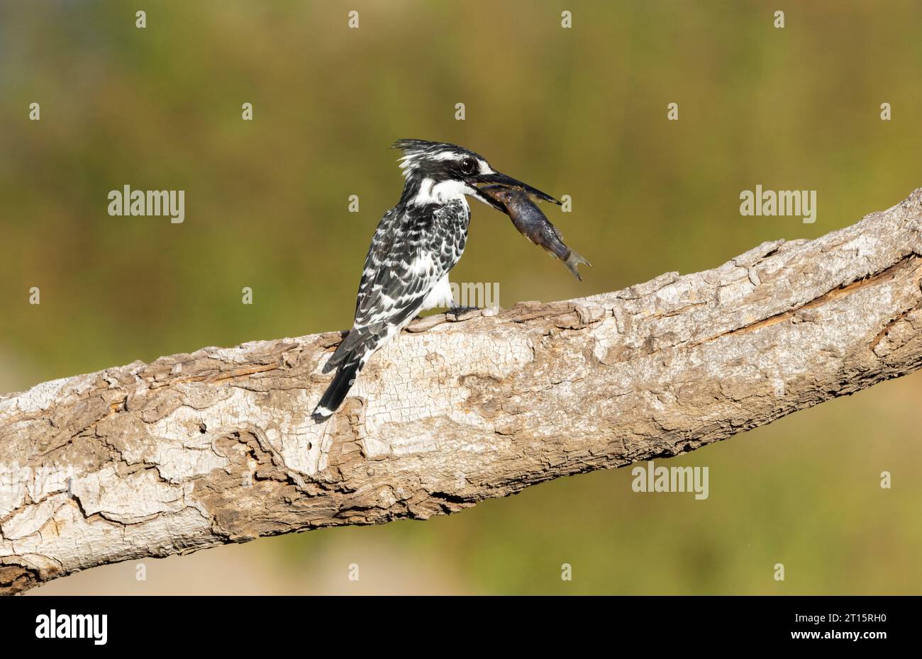 Un Pied Kingfisher si è tuffato e ha catturato un piccolo succhiatore di fango. Ha volato fino a un poderoso per stordire la sua preda prima di ingoiarla a testa alta. Foto Stock