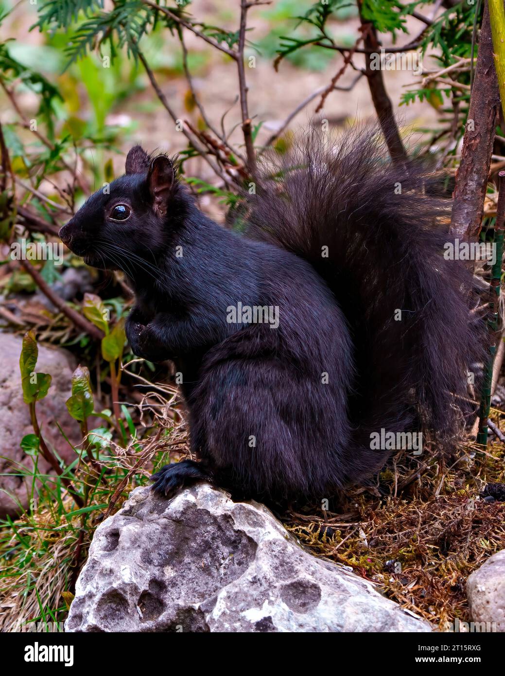 Vista ravvicinata dello scoiattolo in piedi sul terreno con rocce e muschio e uno sfondo forestale con pelliccia nera, zampe, coda cespugliosa, occhi e orecchie. Foto Stock