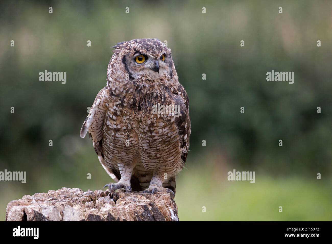 Primo piano del bubo Bubo con gufo d'aquila seduto sul ceppo di alberi del Regno Unito Foto Stock