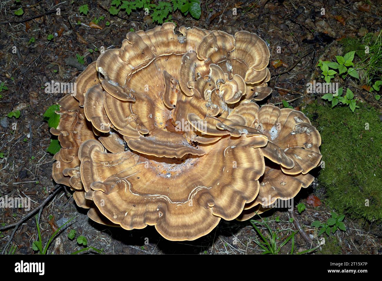 Gigante Polypore Fungus ---Meripilus giganteus---in Forest, Rhineland, Germania Foto Stock