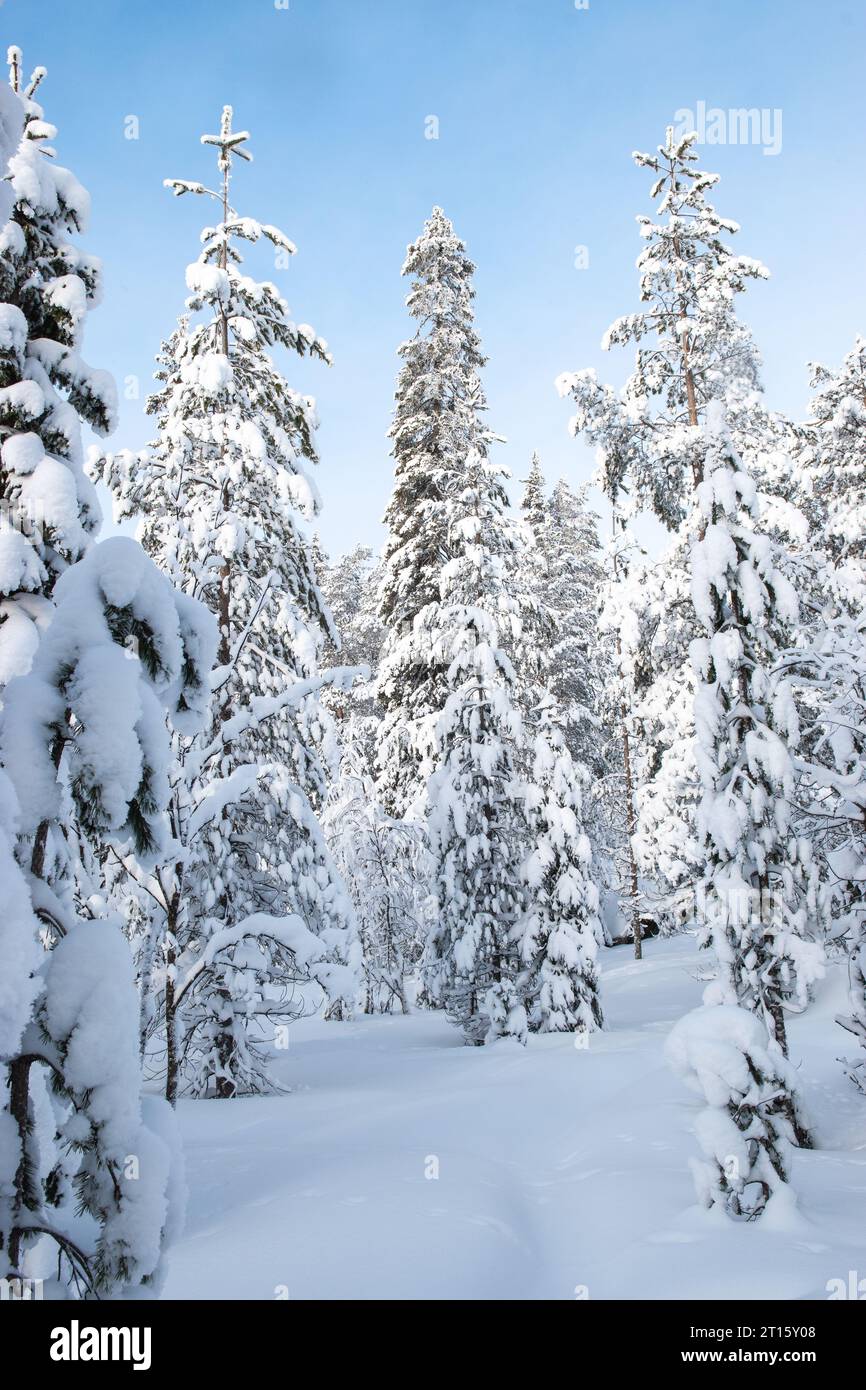 Alberi innevati nella foresta invernale della Lapponia. Foto Stock