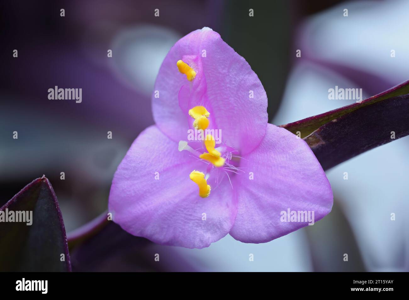 Primo piano del fiore a tre petali Tradescantia Pallida, maggiore profondità di campo Foto Stock