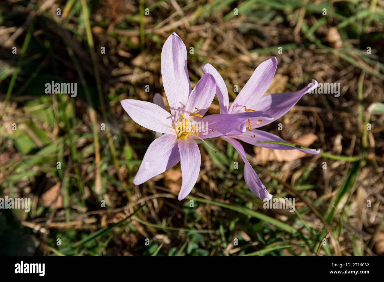 Due splendidi fiori viola che fioriscono in un soleggiato prato autunnale. Il nome latino di questo fiore è Colchicum Autumnale L. concetto di sfondo naturale Foto Stock