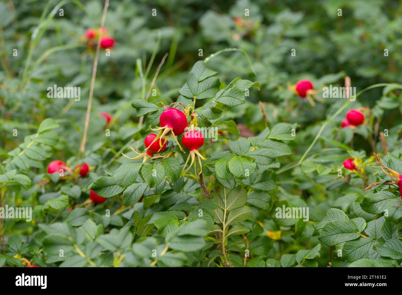 una siepe selvatica di rose di cane con frutti vicino al mare in danimarca Foto Stock