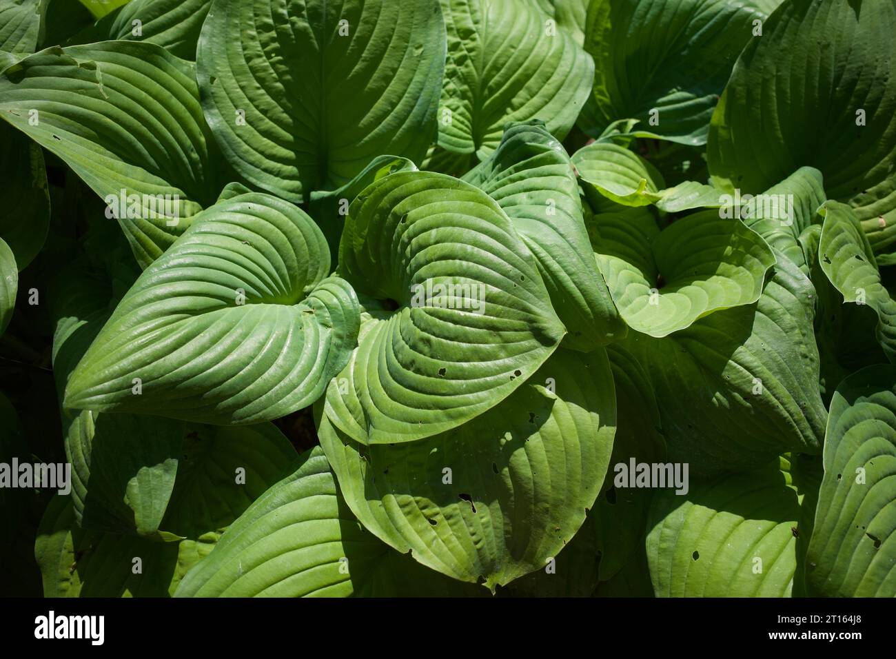Sfondo verde - pianta di Hosta plantaginea Foto Stock