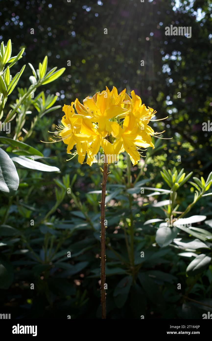 Il Rhododendron luteum, l'azalea gialla o azalea caprifoglio, è una specie di pianta in fiore della famiglia delle Ericaceae, originaria dell'UE sudorientale Foto Stock