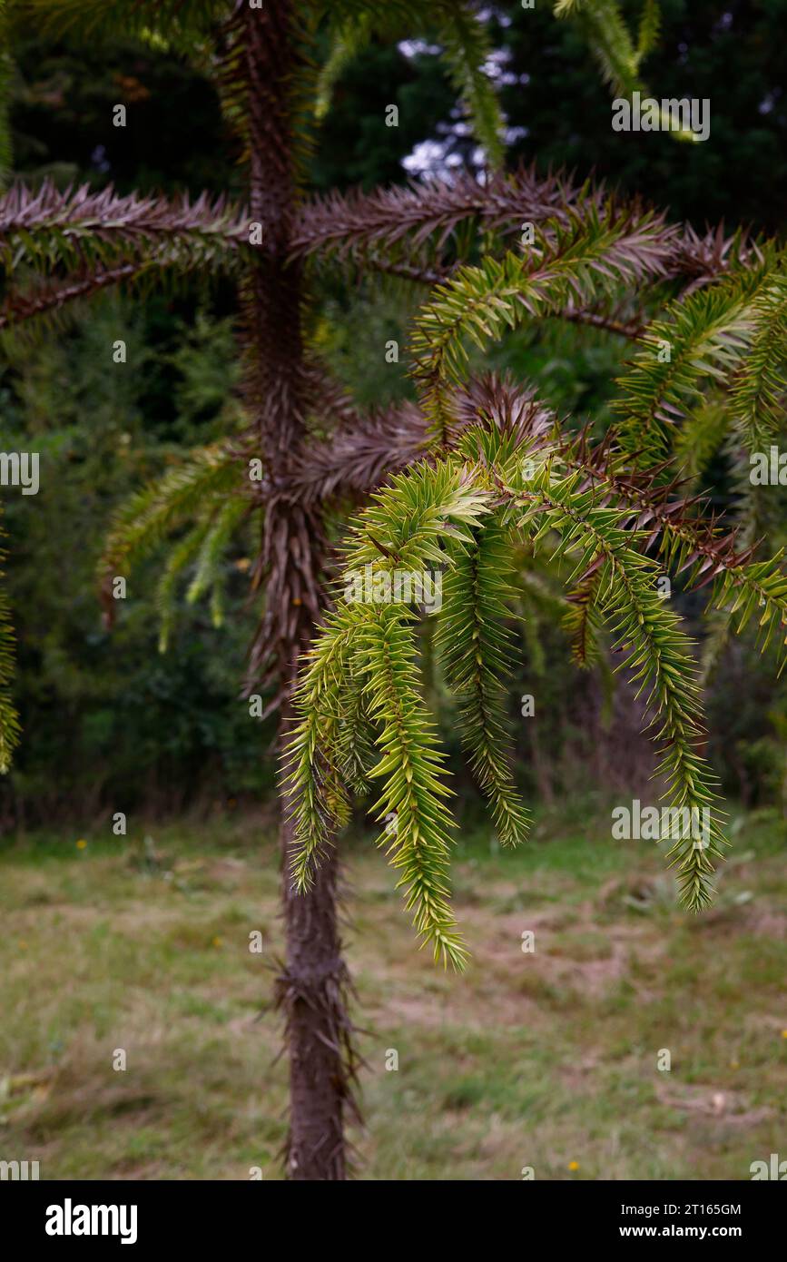 Primo piano della specie orticaria araucaria angustifolia, sempre in pericolo di estinzione. Foto Stock