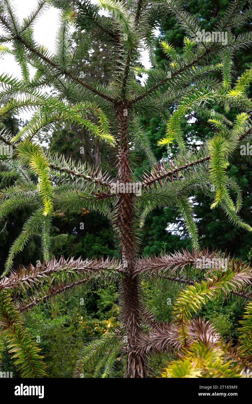Primo piano della specie orticaria araucaria angustifolia, sempre in pericolo di estinzione. Foto Stock