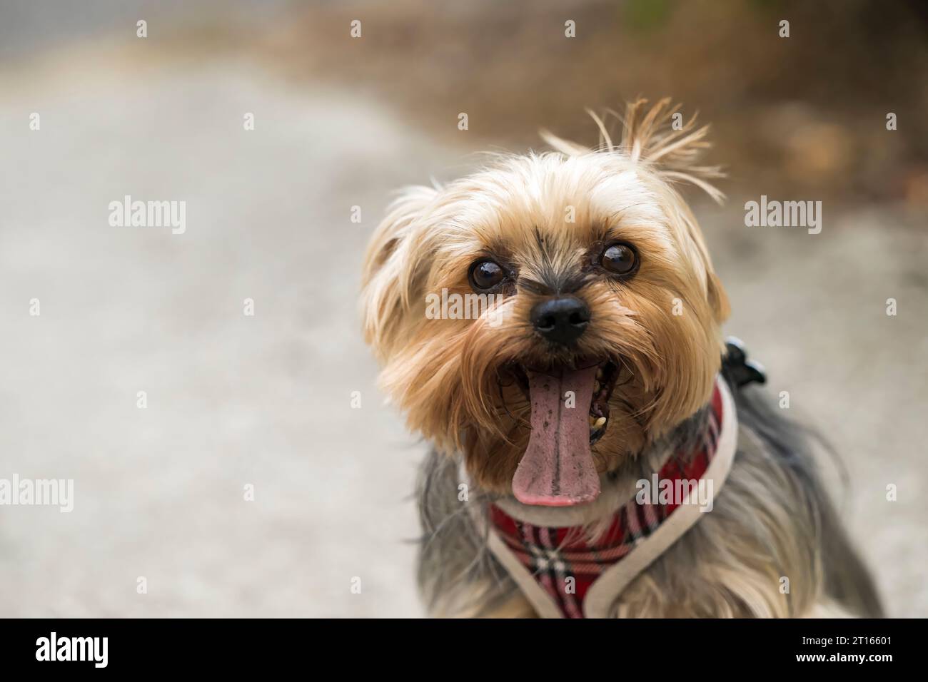 Un piccolo e carino Yorkshire Terrier Foto Stock