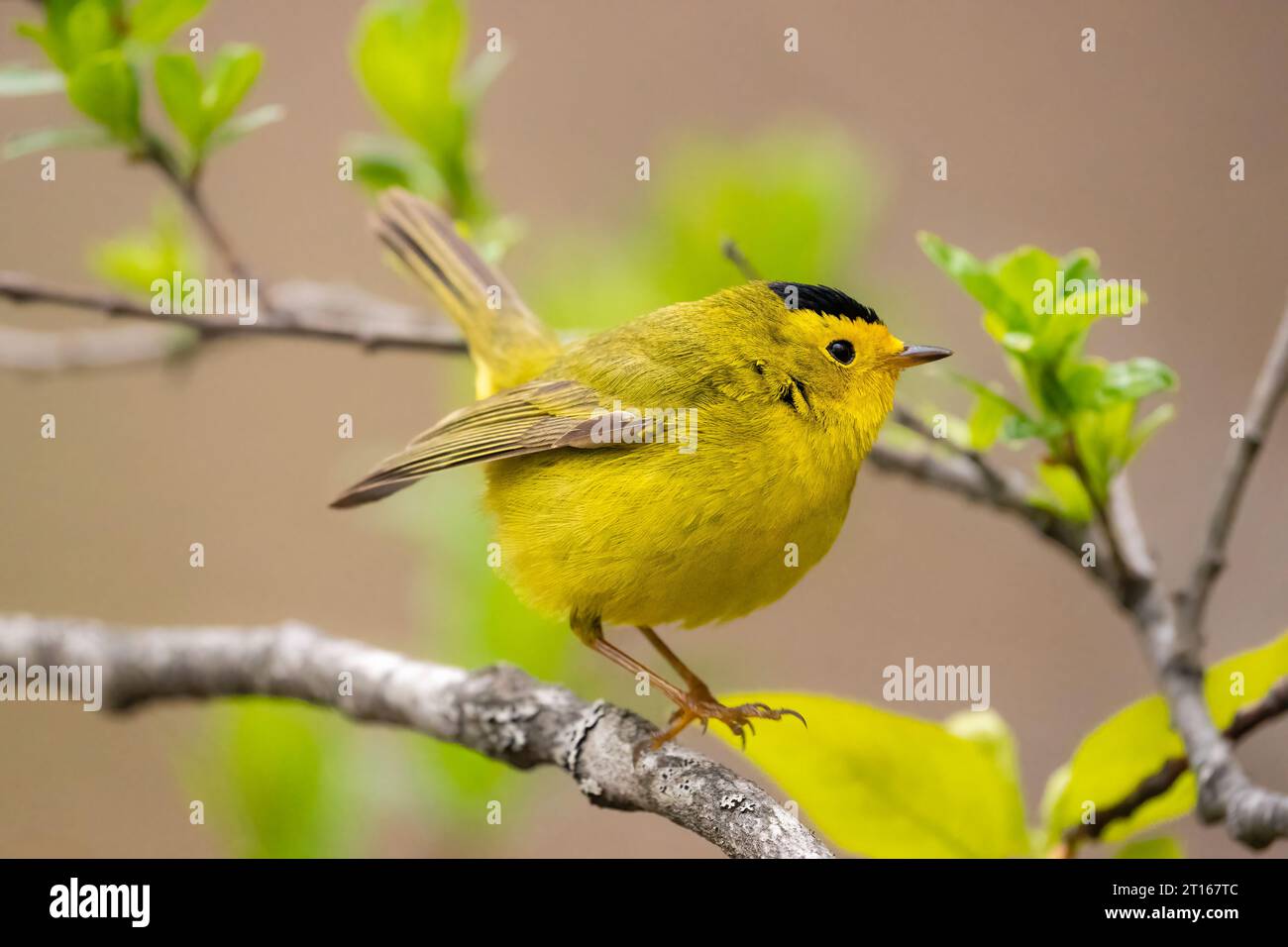 Wilson's Warbler arroccato nella Chugach National Forest nell'Alaska centro-meridionale. Foto Stock