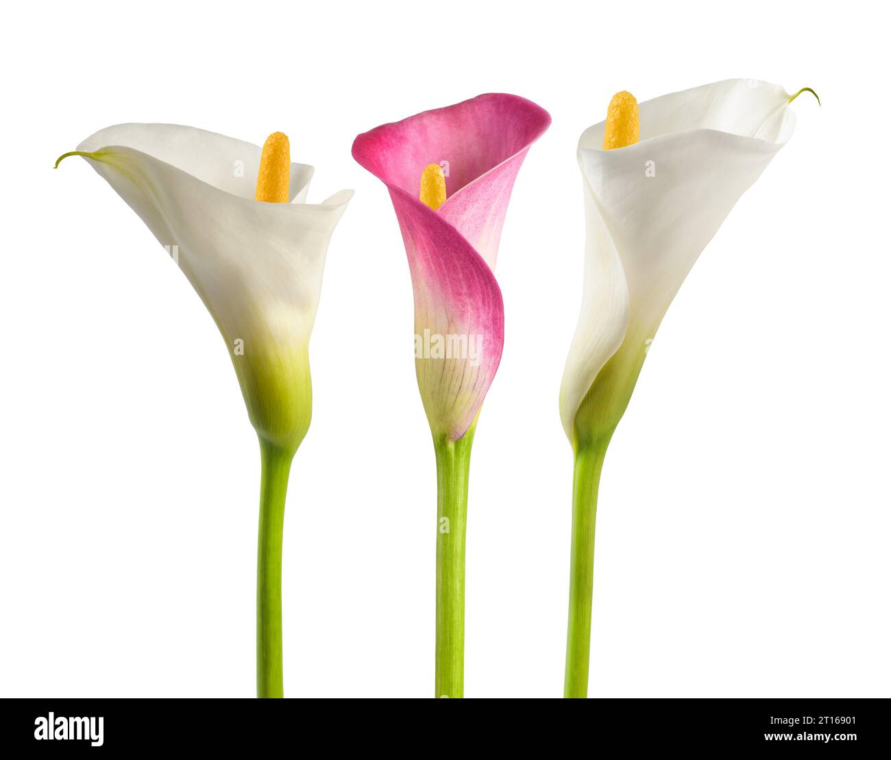 Fiori di calla rosa e bianchi isolati su sfondo bianco Foto Stock