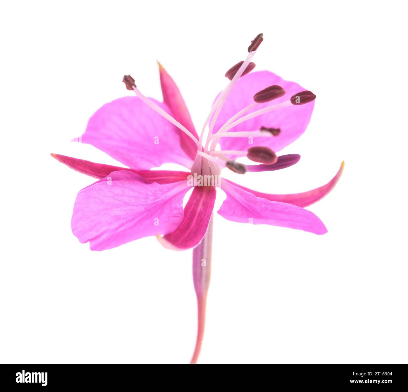 Fiore di erbe di Willow isolato su sfondo bianco Foto Stock