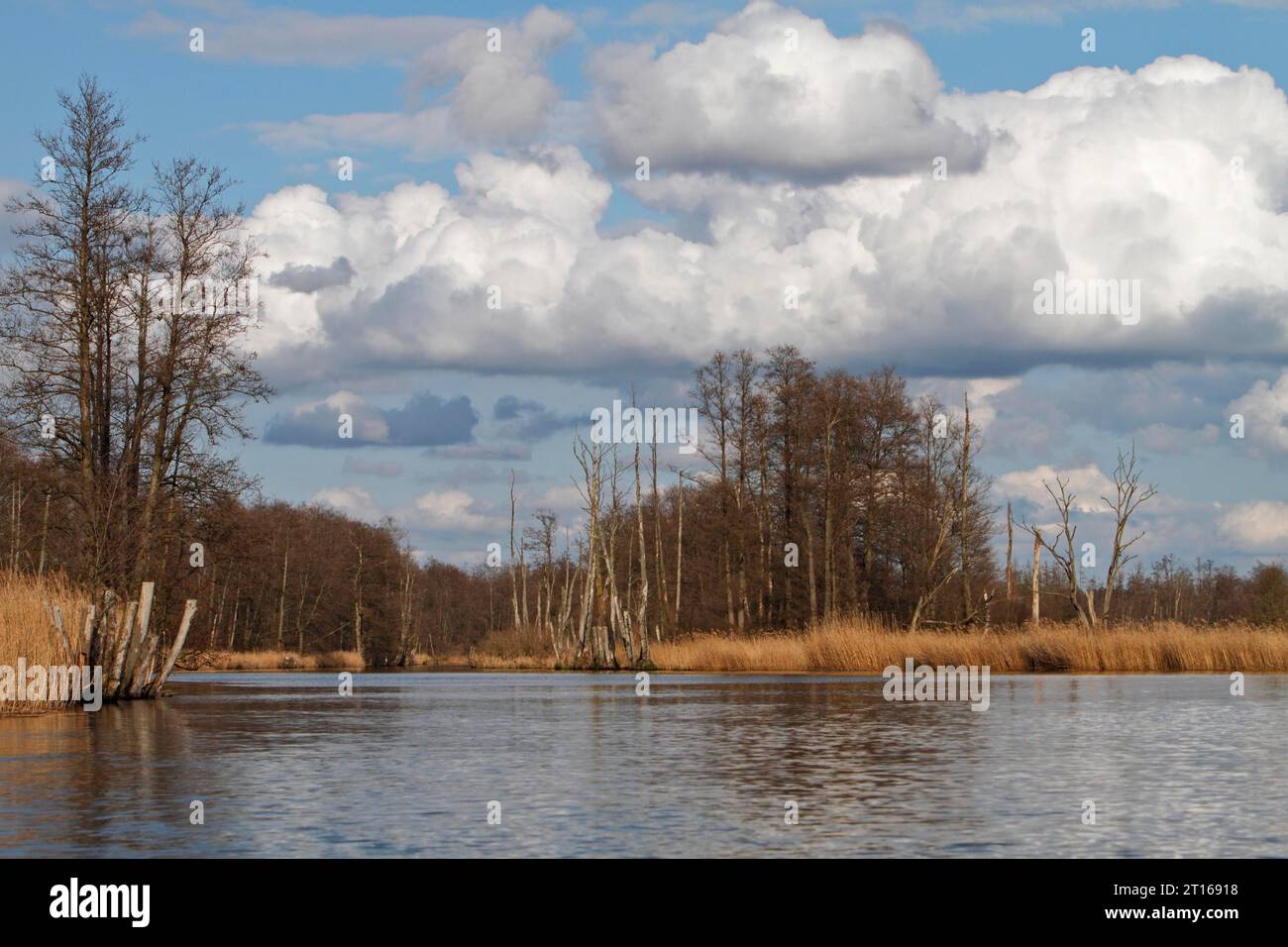 Alberi di ontano con foresta paludosa in primavera con canne sulle rive del Peene, parco naturale Peene Valley River Landscape, Meclemburgo-Western Foto Stock