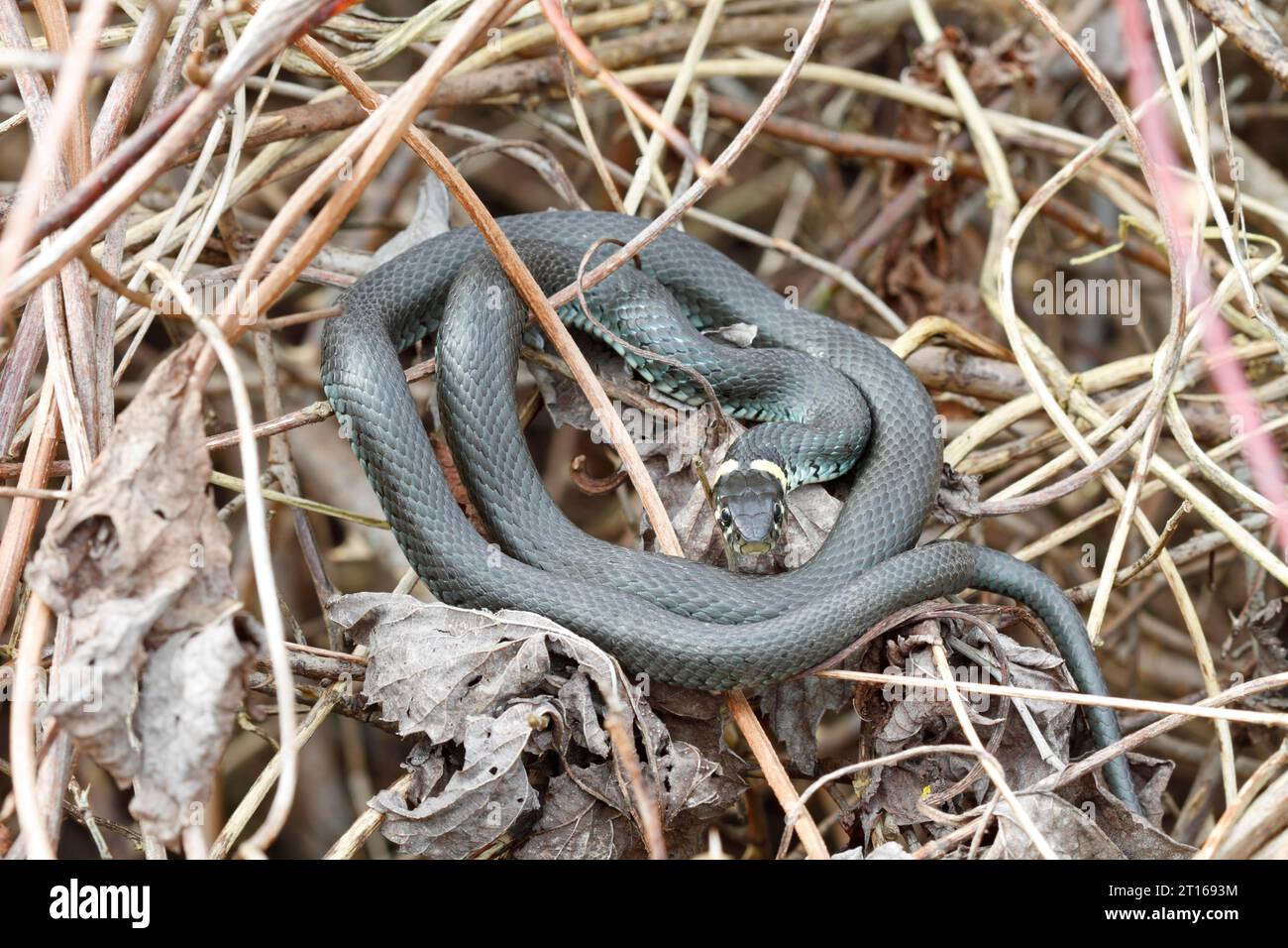 Serpente d'erba (Natrix natrix) prendere il sole, Parco naturale del paesaggio del fiume Peene Valley, Meclemburgo-Pomerania occidentale, Germania Foto Stock