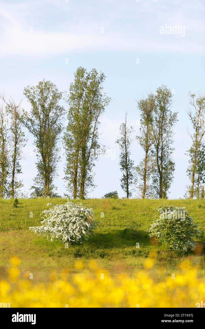 Prato umido, habitat per la riproduzione di specie rare di uccelli, crinale glaciale, Oser, parco naturale Peene Valley River Landscape, Meclemburgo-Western Foto Stock