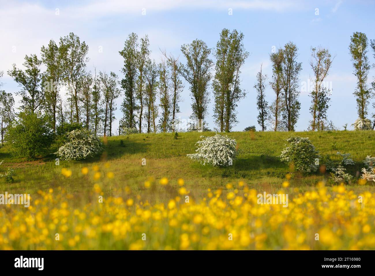 Prato umido, habitat per la riproduzione di specie rare di uccelli, crinale glaciale, Oser, parco naturale Peene Valley River Landscape, Meclemburgo-Western Foto Stock