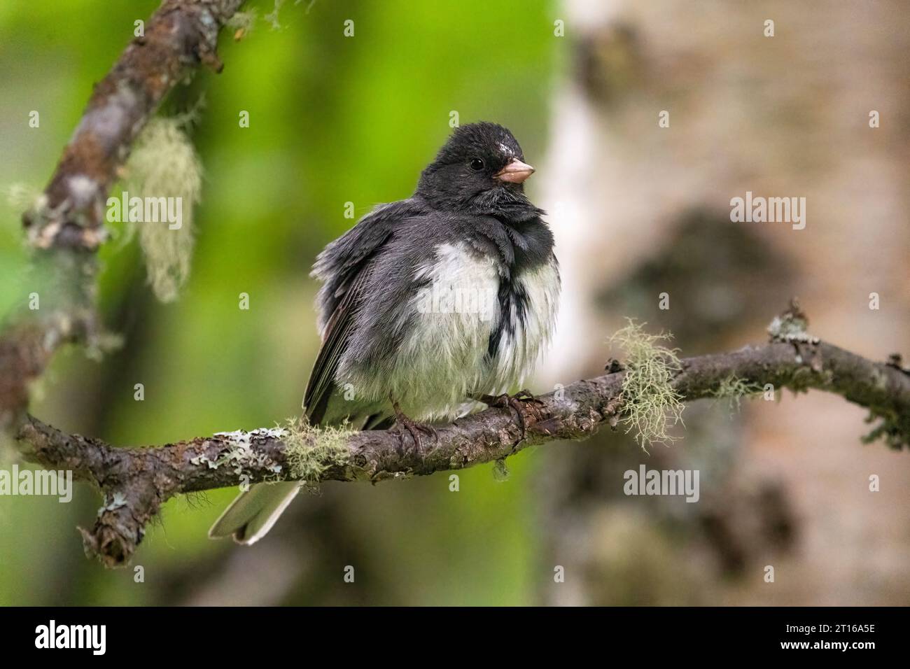 Junco dagli occhi scuri arroccato sugli alberi nell'Alaska centro-meridionale. Foto Stock
