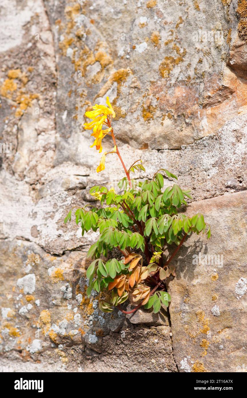 Un dolce fiore giallo che cresce su un'antica parete del castello di Haapsalu in Estonia Foto Stock