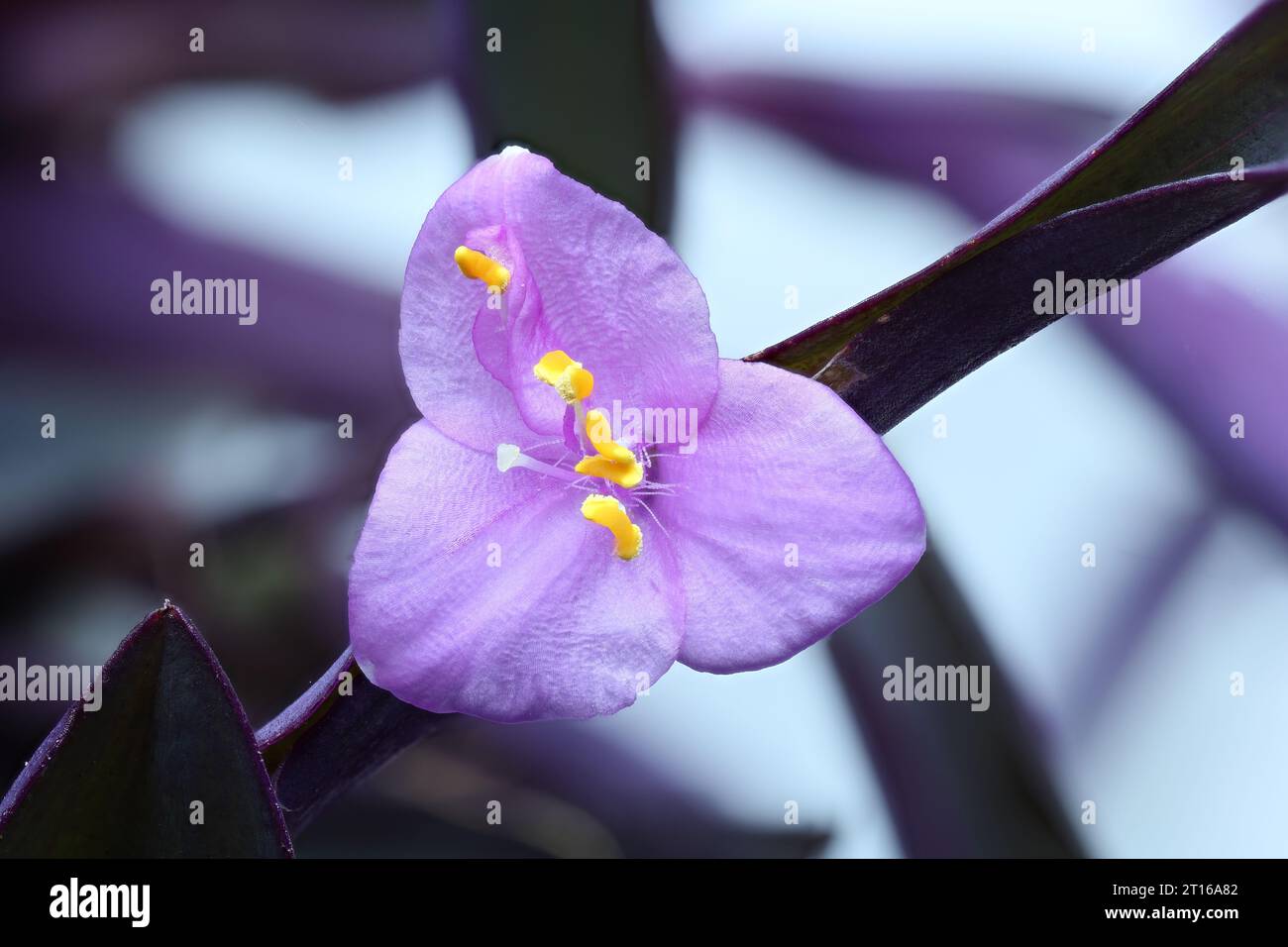 Primo piano del fiore a tre petali Tradescantia Pallida, massima profondità di campo Foto Stock