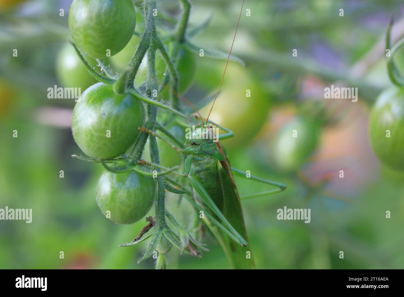 Great Green Bush-cricket - Tettigonia viridissima che mangia un pomodoro in giardino. Foto Stock