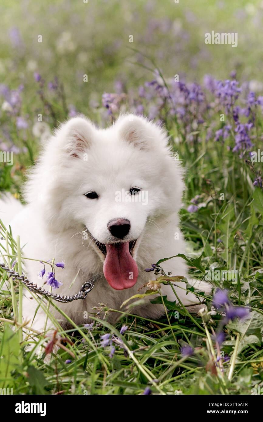 Ritratto di cucciolo Samoyed sdraiato in un prato primaverile Foto Stock